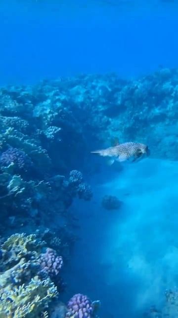 Отели с лучшим рифом в Шарме♥️ смотреть онлайн