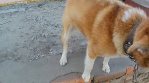 Моя собачка Крася