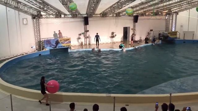 Город Анапа. Дельфины! смотреть онлайн