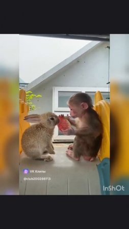 лучшие друзья🐵🐰