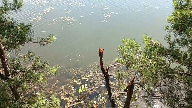 Лесное озеро. смотреть онлайн