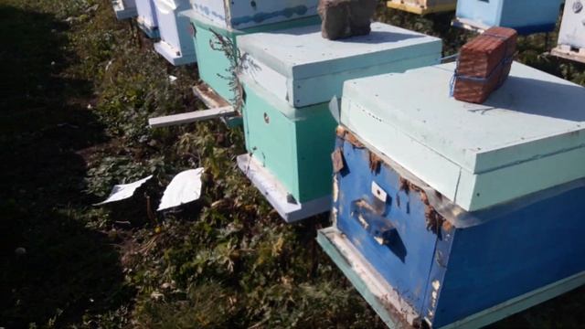 Край сезона 2018, 6 октября. Результаты первичной обработки бипином #amitraz смотреть онлайн