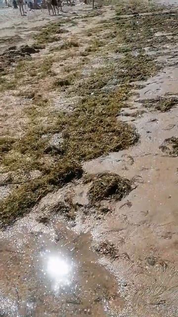 Грязь на пляже . #Анапа смотреть онлайн