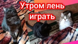 Утром лень играть.