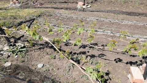 Первые работы на виноградники,первые обработки.#виноградник