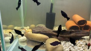 Подростки Моллинезии Велифера черной (нигра)