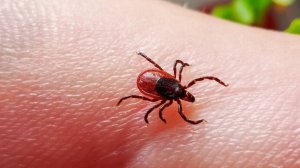 Укусы клещей участились в Москве и Подмосковье из-за теплой погоды