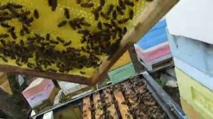 подстановка вощины в апреле пчелам в отводки , обновление 25.04.2025