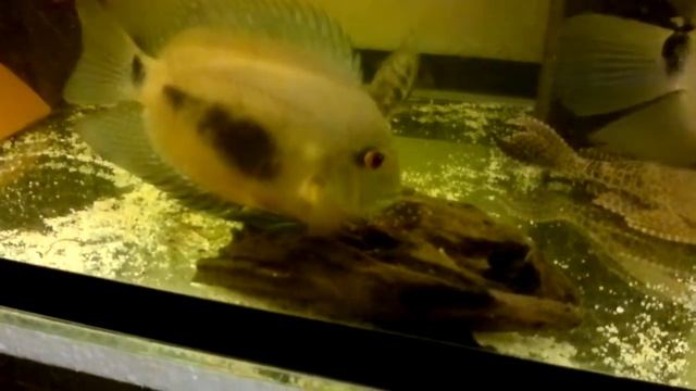 Uaru amphiacanthoides смотреть онлайн