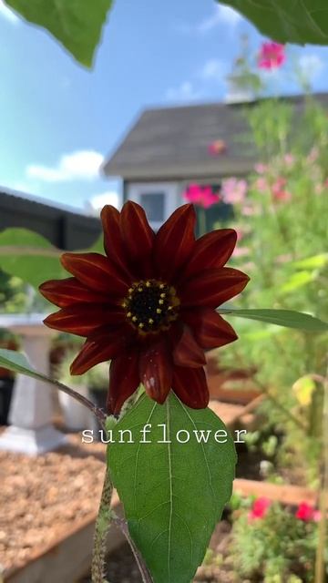 🌻🌻🌻sunflower blooms! #spring #garden #backyard #sunflower #texas #growingfromseeds смотреть онлайн