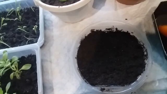 Помидор из магазина Пятёрочка...... смотреть онлайн