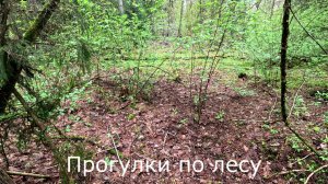 Прогулки по лесу. Есть ли после дождей вода в озерцах?