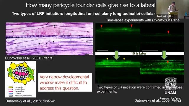 New insights in the lateral root development in Arabidopsis thaliana and other angiosperms
