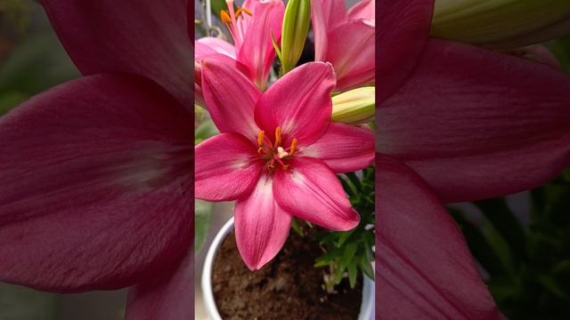 лилия дома на окошке 🤗🌿💗