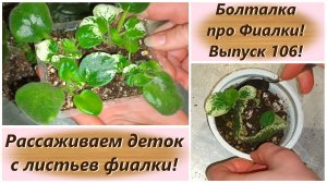 Болталка про Фиалки! Выпуск 106! Рассаживаем деток с листьев фиалки!
