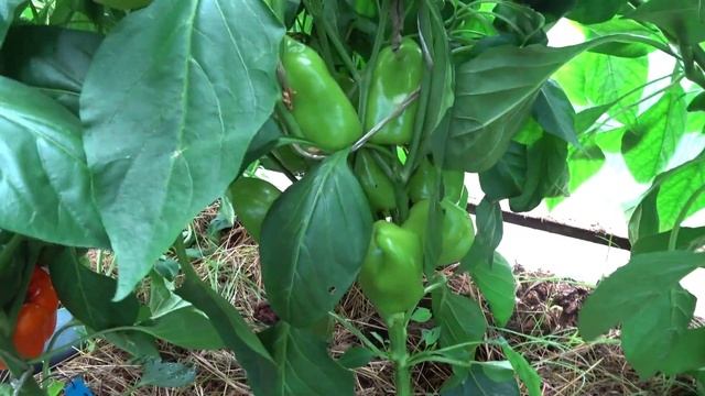Обзор перцев - 2024. Часть 3. Подкормка перцев. смотреть онлайн