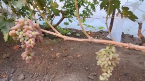 Виноград Дубовский розовый