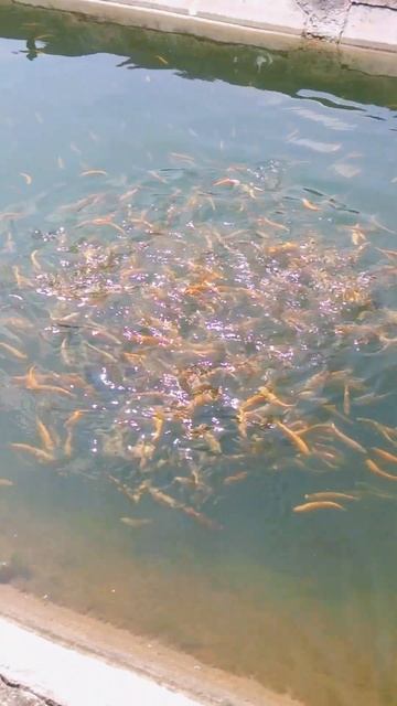 Форелевое хозяйство в Кисловодске смотреть онлайн