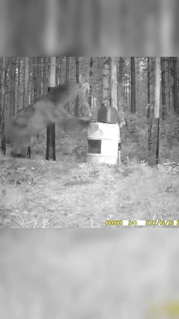 Игрушка для медведя. Bear toy. #shorts #медведь #фотоловушка смотреть онлайн