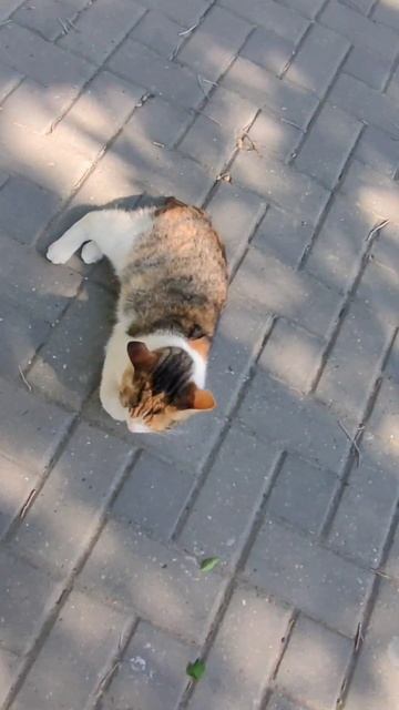 Малая Бухта, Анапа 24.05 #shortsvideo #море смотреть онлайн