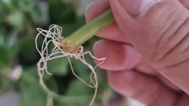 Укоренит любой черенок за 1 день. Огород.