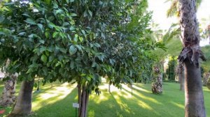 Ботаник Платинум. Идем на море!