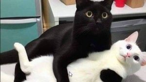 Огромная весёлая подборка животных....