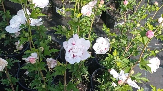 День открытых дверей в садовый центр 