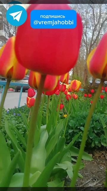 Счастье в простом!!! Весна, цветение. смотреть онлайн