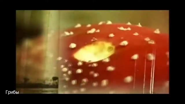 ТОП 10 Опасная еда мира которая убивает! смотреть онлайн