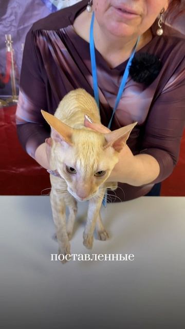 Корниш-Рекс на выставке кошек.Судья Елена Бутомова