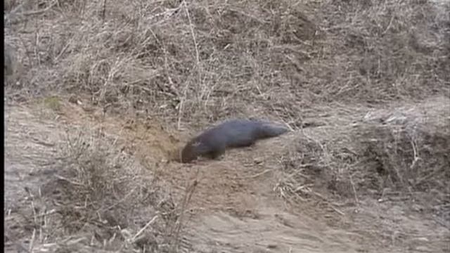 Muggers Of Spice Island / Quest For The Mugger Crocodile смотреть онлайн