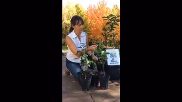 Citrus Trees in Nova Scotia смотреть онлайн