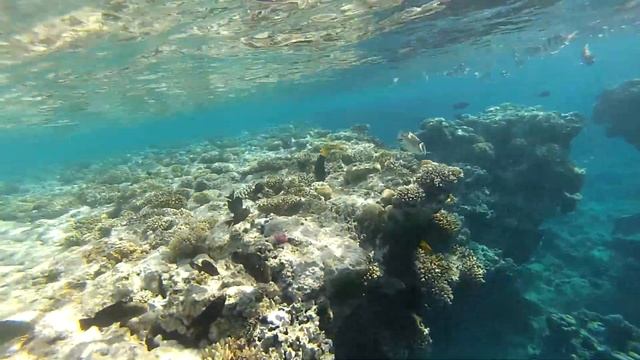 Риф отеля Hilton Sharks bay. Red sea. Egypt смотреть онлайн