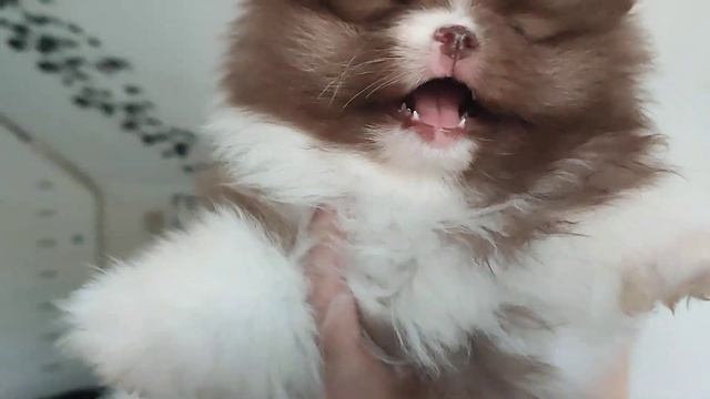 Где это мои щеночки оказались 😱😳Продажа щеночков Доставка по миру+79788972514 смотреть онлайн