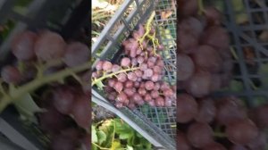 Виноград Калугина В.М. "Барсум" - неукрывной столовый гибрид. Есть лоза.