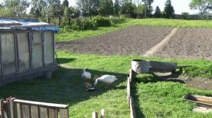 Гусята убежали от родителей за забор. Гусак пляшет, приглашает гусят пить воду