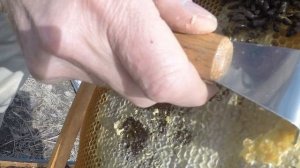 Работа на пасеке, весна 30 марта 2024 года, пересаживаем семью в новый улей ППУ