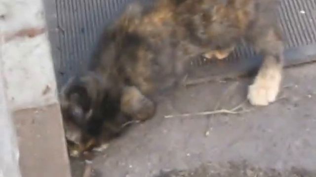 Хана мыши! смотреть онлайн