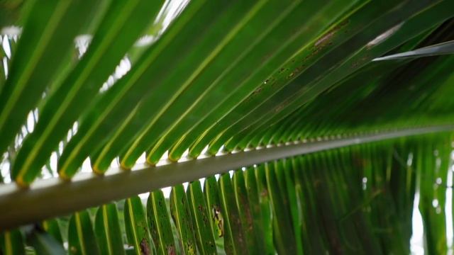 нежная Свадьба на Пхукете смотреть онлайн