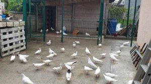 Вот как проходит наш карантин #голуб# #pigeon#