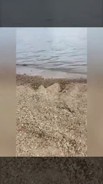 «Стало очень красиво»: популярный пляж изменился до неузнаваемости в Приморье смотреть онлайн