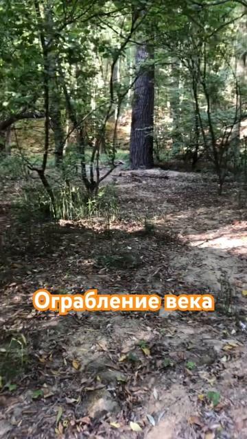 #ставрополь #новости #путешествия #природа #осень2023 #белки #комсомольскийпруд