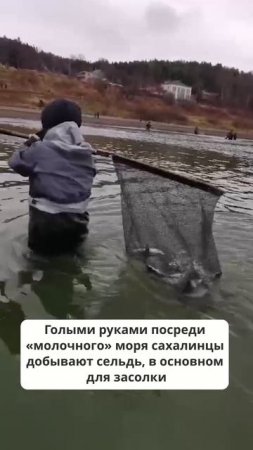 Селедочный ажиотаж