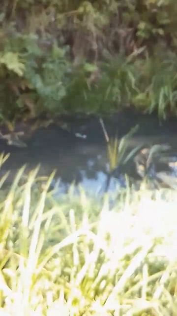 г.Кашин,санаторий Кашин,слив канализации в речку Кашинку! смотреть онлайн