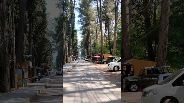 Пицунда#Кипарисовая аллея 07.06.2024 смотреть онлайн