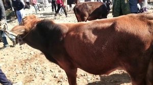 Молбозор видиои нав. Нархи буқача ва моли майда. Молбозори гаравти