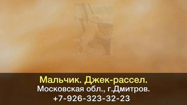 Пропала собака! Мальчик. Джек-рассел. 10 лет. Московская область, г.Дмитров. смотреть онлайн