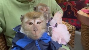 Жора сводил Наташу в ресторан « кавказская пленница» 🍖🥗🍝🍡🍢🫕#макака #обезьяна #прогулка