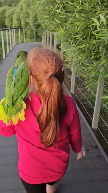 Ребёнок и попугай нашли общий язык. #социализация #дрессировка #попугай #амазон #животные смотреть онлайн